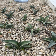 アガベ チタノタ実生 選別落ちの画像