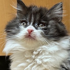 ✨2025年12月7日(日) 13時から立川すみれペットク…