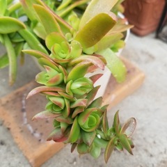 多肉植物　19　火祭り　抜き苗の画像