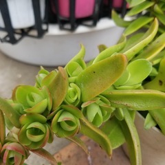 多肉植物　19　火祭り　抜き苗の画像