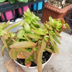多肉植物　19　火祭り　抜き苗の画像