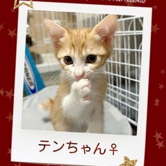 🧡ふれあい💛🐱保護猫譲渡会🩷🐱🐈🌟🏡中山公民館 - 熊本市