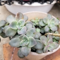 多肉植物　20　抜き苗の画像