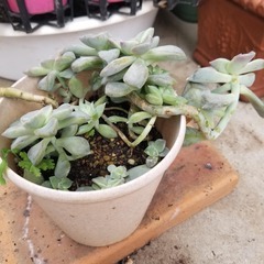 多肉植物　20　抜き苗の画像