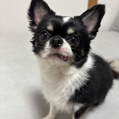 チワワの男の子3歳☆里親募集☆