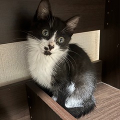 ご飯大好き！ハチワレのハー君😊