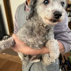 目がとっても綺麗なトイプードルの女の子