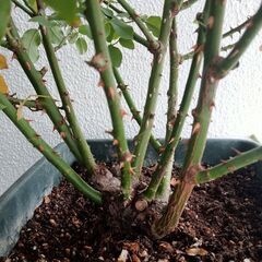 バラ大苗【ロサ・オリエンティス・プログレッシオ】
シルクロードの画像