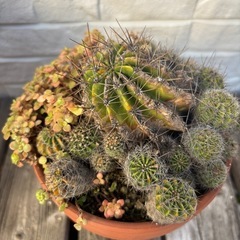 サボテンの画像