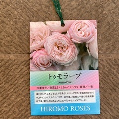 バラ苗　トゥモラーブ　の画像