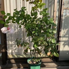 バラ苗　トゥモラーブ　の画像