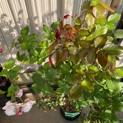 バラ苗　トゥモラーブ　の画像