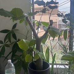 ボンバックス　プセウドボンバックス　エリプティクム　観葉植物　塊根植物　多肉植物　ビザールプランツ　レアプランツ　ガーデニング　植物　グリーン　趣味　盆栽　葉　花　庭　草　インテリア　おしゃれ　飾り　園芸　の画像