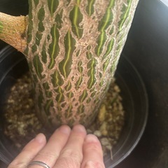 ボンバックス　プセウドボンバックス　エリプティクム　観葉植物　塊根植物　多肉植物　ビザールプランツ　レアプランツ　ガーデニング　植物　グリーン　趣味　盆栽　葉　花　庭　草　インテリア　おしゃれ　飾り　園芸　の画像