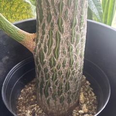 ボンバックス　プセウドボンバックス　エリプティクム　観葉植物　塊根植物　多肉植物　ビザールプランツ　レアプランツ　ガーデニング　植物　グリーン　趣味　盆栽　葉　花　庭　草　インテリア　おしゃれ　飾り　園芸　の画像