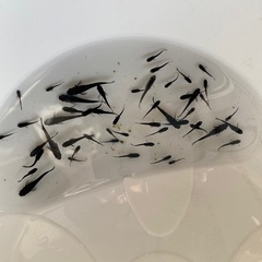 オロチメダカの画像