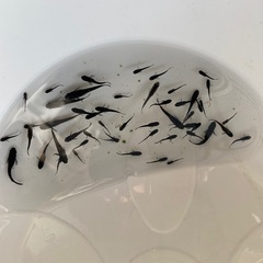 オロチメダカの画像