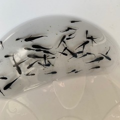 オロチメダカの画像