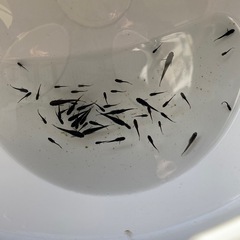 オロチメダカの画像