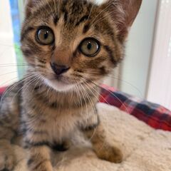 とってもかわいいキジトラの男の子　トンカツ君