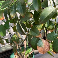 バラ苗　トゥモラーブ　の画像