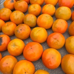 （訳あり品）岐阜県産　富有柿の画像