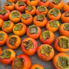 （訳あり品）岐阜県産　富有柿の画像