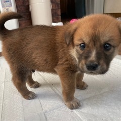 10月26日生まれの兄弟