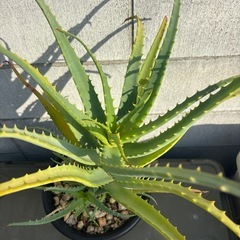 アロエ　観葉植物の画像