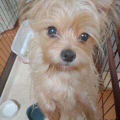 ヨーチー♂ 生後10ヶ月位