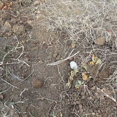 庭の土　の画像