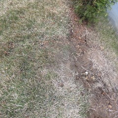 庭の土　の画像