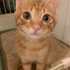 とっても元気で懐っこい茶トラの男の子　てりやき君