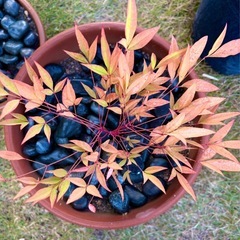 【お得すぎる🌿】高級陶器・波打ちデザイン鉢🌿元気な苗付きでこの価格✨ガーデニングに最適☘️の画像