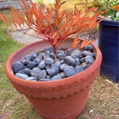 【お得すぎる🌿】高級陶器・波打ちデザイン鉢🌿元気な苗付きでこの価格✨ガーデニングに最適☘️の画像