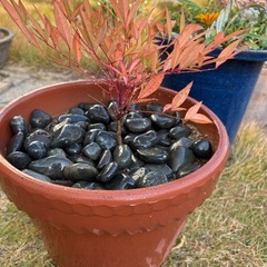 【お得すぎる🌿】高級陶器・波打ちデザイン鉢🌿元気な苗付きでこの価格✨ガーデニングに最適☘️の画像