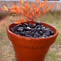 【お得すぎる🌿】高級陶器・波打ちデザイン鉢🌿元気な苗付きでこの価格✨ガーデニングに最適☘️の画像
