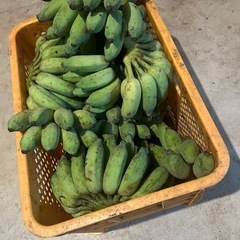 【太い苗】アップルバナナ🍌1本の画像