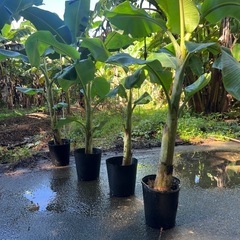 【太い苗】アップルバナナ🍌1本の画像