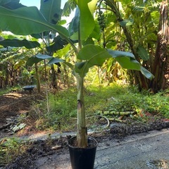 【太い苗】アップルバナナ🍌1本の画像