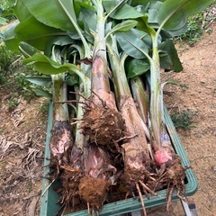 【太い苗】アップルバナナ🍌1本の画像