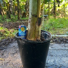 【太い苗】アップルバナナ🍌1本の画像