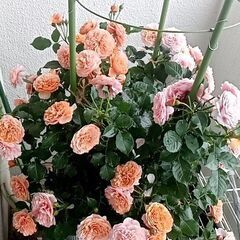 バラ大苗【ロサ・オリエンティス・プログレッシオ】
シルクロードの画像