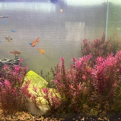 アクアリウムの水草をお譲りします。　ロタラ・インディカ 10本 200円の画像