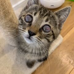 とても甘えん坊のキジトラ女の子　オイスターちゃん