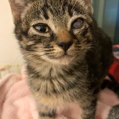 とても懐っこい黒キジトラの女の子　オーロラちゃん