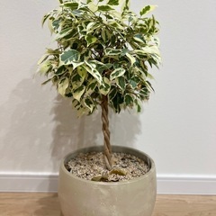 ベンジャミン　スターライト　ねじりの画像