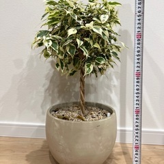 ベンジャミン　スターライト　ねじりの画像