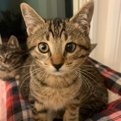 おっとりマイペースなキジトラ女の子　タバスコちゃん