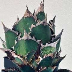 アガベ　赤猫の画像